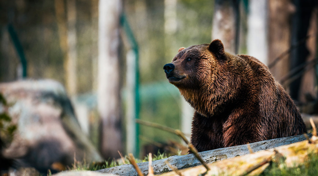 Observation des ours | Île de l'Amirauté