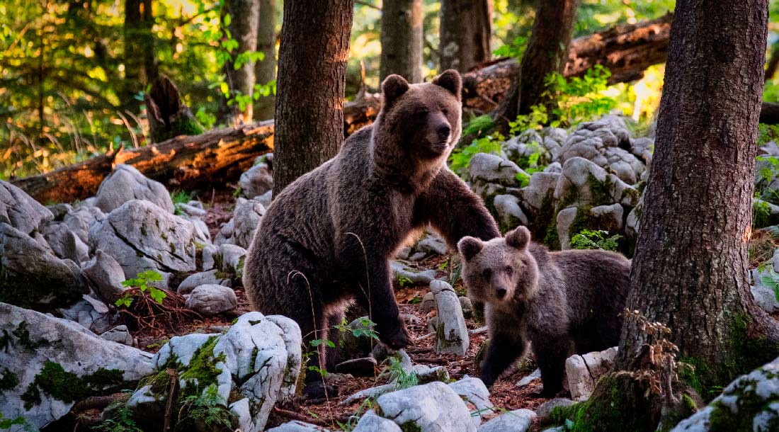 Observation des grizzlis | Colombie Britannique